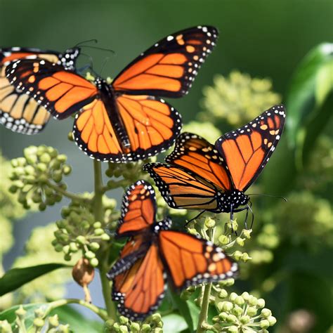 incests stories|Butterflies Are in Decline. New Research Points to Insecticides..